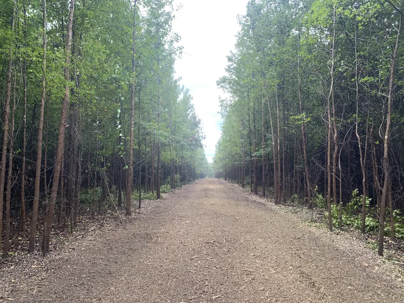 Land clearing project by DRT Land Management in Central Arkansas, Image 7